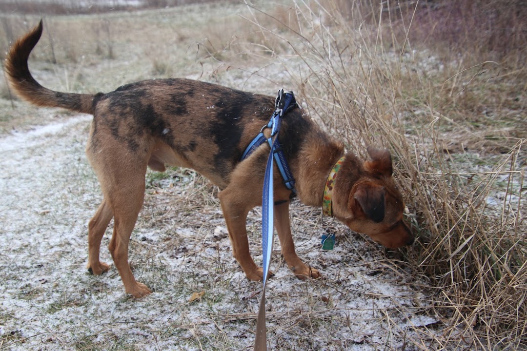 Desert Breeze Dog Park