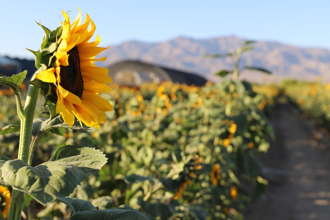 Gilcrease Orchard